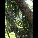 Orchideen finden sich hier auf vielen Bäumen